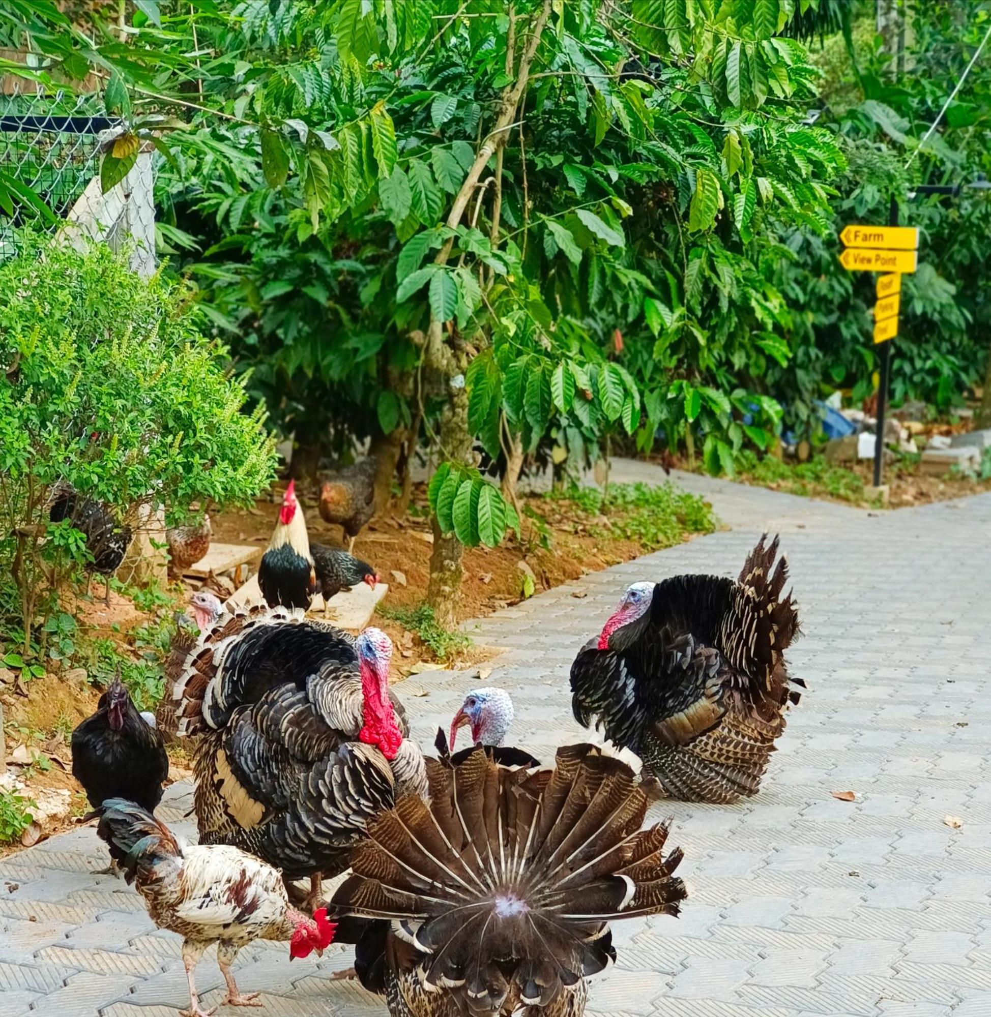 Sylvan Resort Wayanad Zewnętrze zdjęcie
